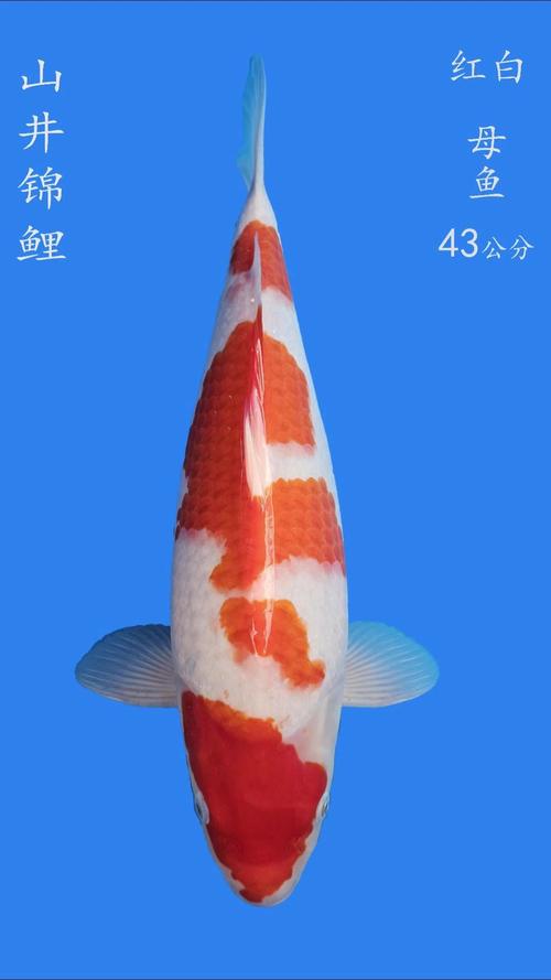 精品观赏鱼 水中艺术，生活雅趣
